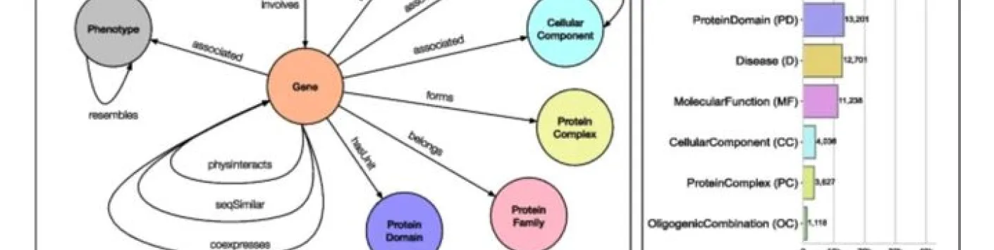 Une approche par graphe de connaissances pour prédire et interpréter les interactions entre les gènes responsables de maladies
