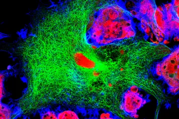 Transparency Agreement on Animal Research 