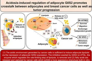 Acidosis-induced regulation of adipocyte G0S2 promotes crosstalk between adipocytes and breast cancer cells as well as tumor progression