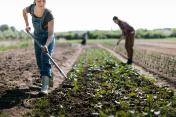 Découverte I Un nouvel arsenal de biomolécules pour renforcer l'agriculture biologique contre les pathogènes nuisibles