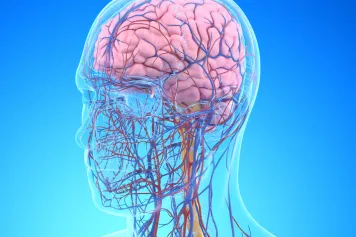 En quoi les vaisseaux sanguins de notre cerveau sont-ils spéciaux ?