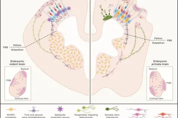 Façonner le cortex cérébral par diaphonie cellulaire