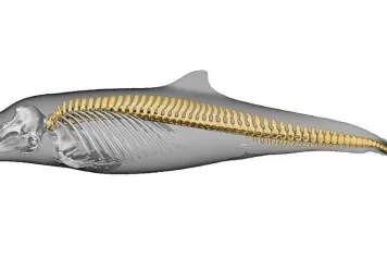 Les transitions itératives de l'habitat sont associées à la convergence morphologique de l'épine dorsale chez les delphinoïdes