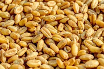 RECHERCHE | ? Se reconnecter aux différentes facettes de la semence