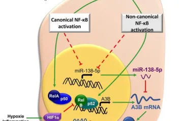 PUBLICATION SCIENTIFIQUE | ? Dégradation spécifique de l’ADN nucléaire responsable de la persistance du virus de l’Hépatite B  