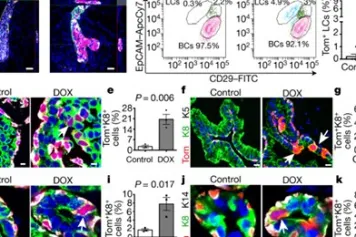 PUBLICATION SCIENTIFIQUE | Les mécanismes contrôlant l’identité cellulaire des cellules souches identifiés