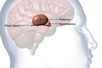 Publication scientifique | Focus sur l’hypothalamus