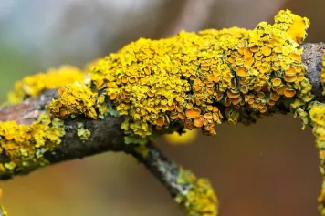 Les lichens, agents de biosurveillance de la qualité de l'air