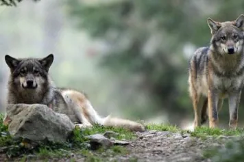 Cohabiter avec le loup, une possibilité ?