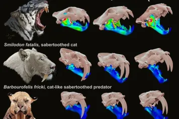 La fonction multiple des mandibules de type félin met en évidence un continuum d'adaptations des dents de sabre. 