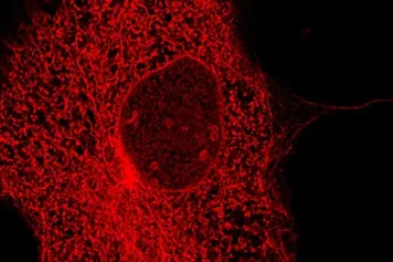 Avancée majeure dans la compréhension des dynamiques des membranes internes d’une cellule animale