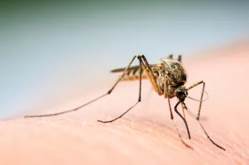 Le changement climatique a entraîné l’expansion du virus du Nil occidental en Europe