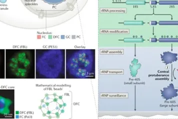 PUBLICATION SCIENTIFIQUE | Plongée au cœur de nos nucléoles