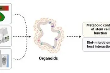 Applications, opportunités et challenge des organoïdes