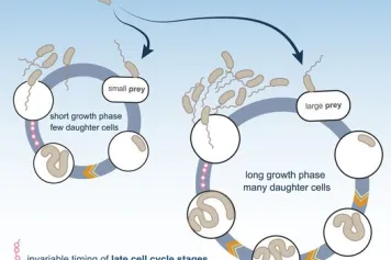 La modulation de la taille des proies révèle l'adaptabilité et la robustesse du cycle cellulaire d'un prédateur intracellulaire