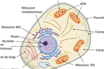 Un des composants de nos cellules se dévoile...