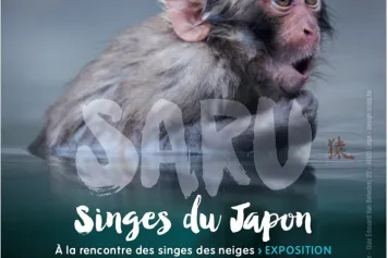 Saru, singes du Japon