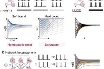 Le sommeil réinitialise le cerveau !
