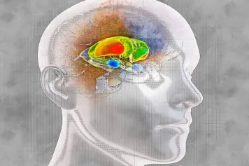 Comment le striatum décide de nos actions ?