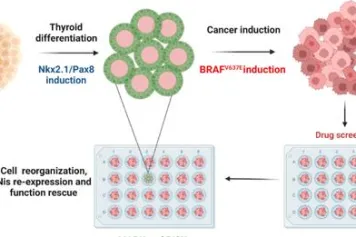 Un nouveau modèle pour étudier la tumorigenèse du cancer de la thyroïde