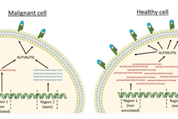 Un nouveau programme pour aider à concevoir des vaccins anti-cancer