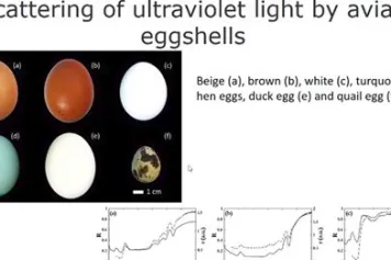 PUBLICATION SCIENTIFIQUE | Comment se fait-il que les œufs de poule réfléchissent la lumière UV ? 