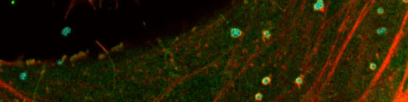 Découverte d'un super pouvoir de nos cellules