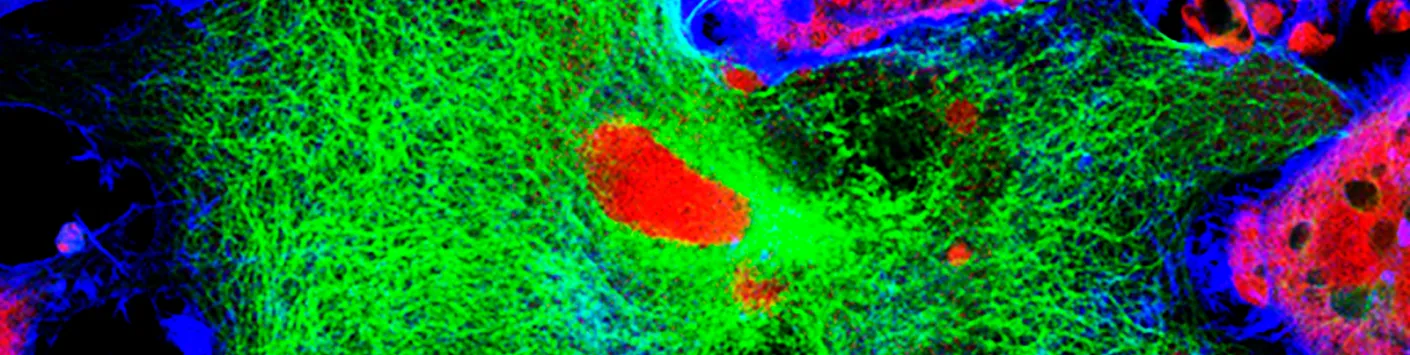 Transparency Agreement on Animal Research 