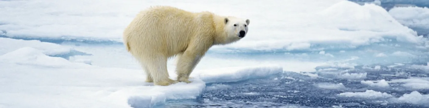Un système d'alerte pour banquise en péril