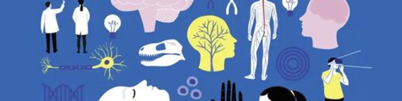 A lire : Cerveaugraphie - Comprendre le cerveau en 100 dessins et schémas 