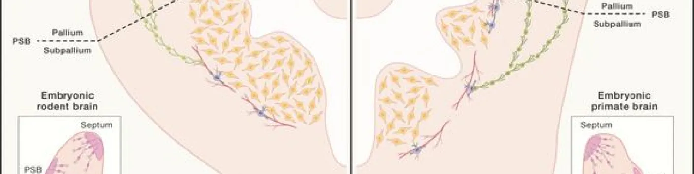 Façonner le cortex cérébral par diaphonie cellulaire