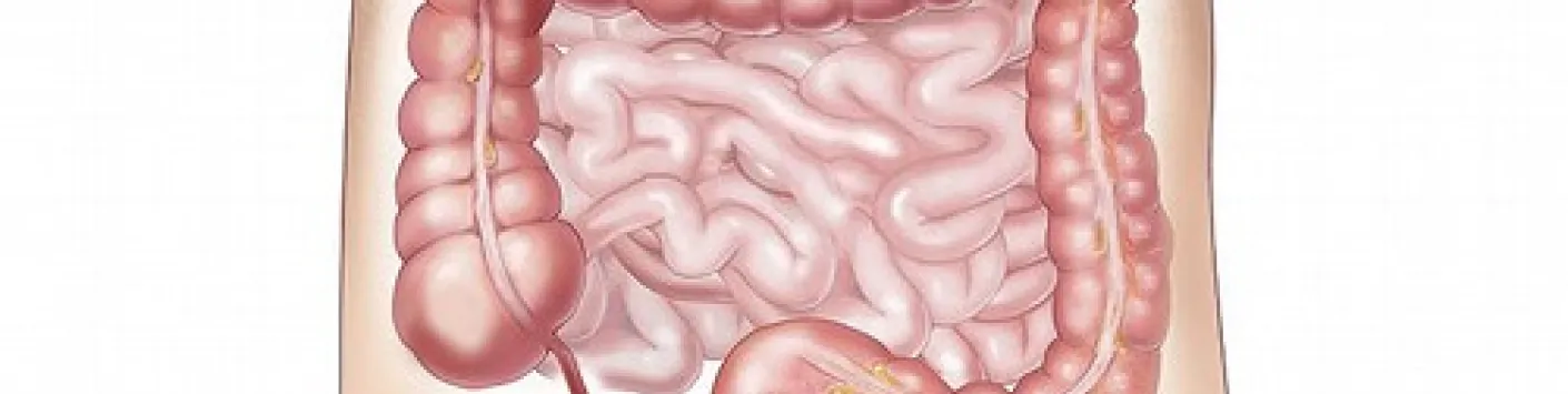 IN MEDIA | Moduler la contractilité de l'intestin pour enrayer le diabète