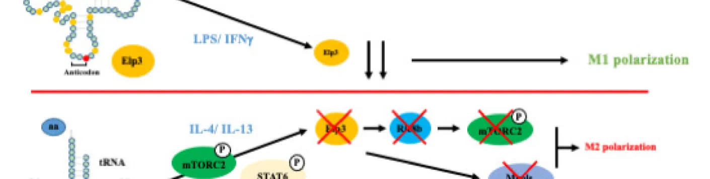 Elp3-mediated codon-dependent translation promotes mTORC2 activation and regulates macrophage polarization
