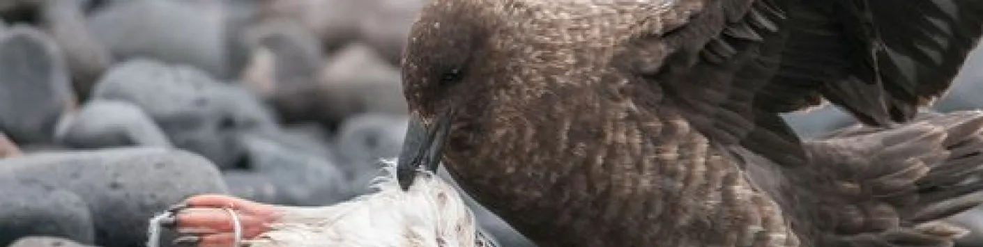 Éléments-traces chez les espèces migratrices arrivant en Antarctique en fonction de leur aire de migration