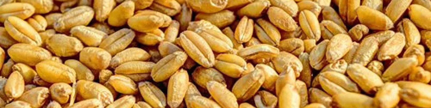 RECHERCHE | ? Se reconnecter aux différentes facettes de la semence