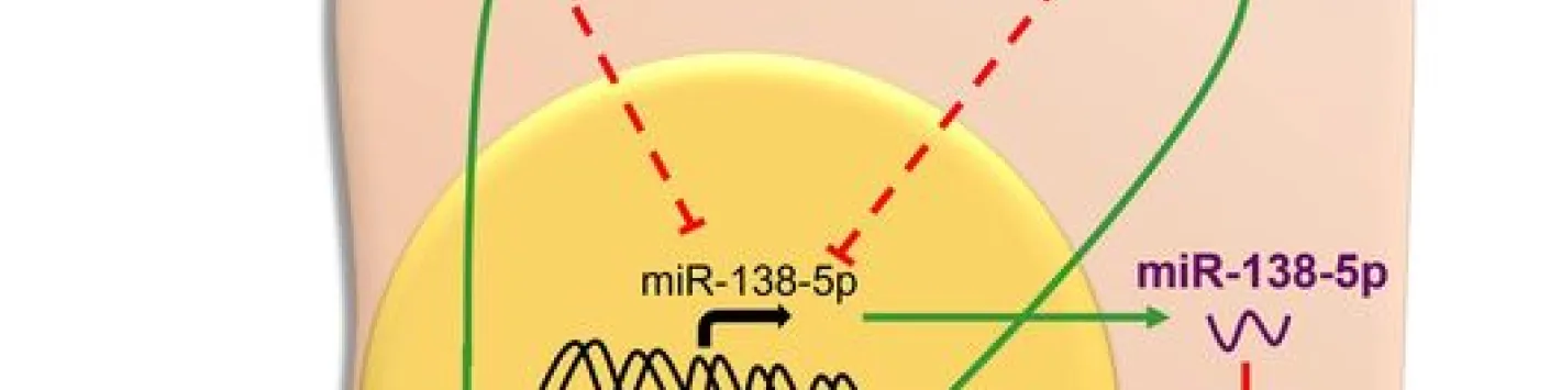 PUBLICATION SCIENTIFIQUE | ? Dégradation spécifique de l’ADN nucléaire responsable de la persistance du virus de l’Hépatite B  
