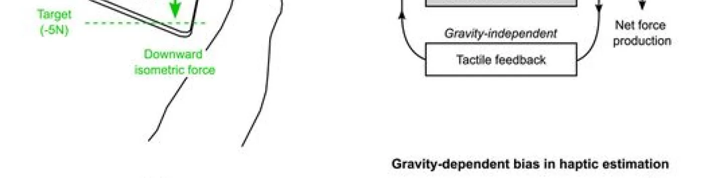 Une illusion haptique créée par la gravité