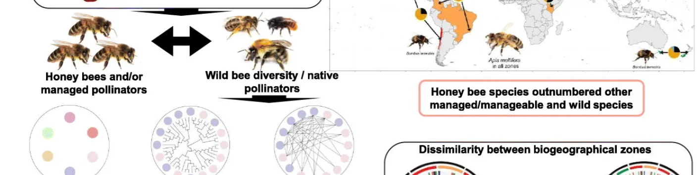 Diversité taxonomique, fonctionnelle et phylogénétique globale des abeilles dans les vergers de pommiers