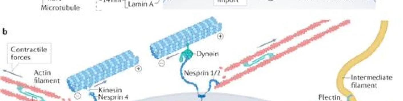 Comprendre les mécanismes et les effets de la déformation nucléaire