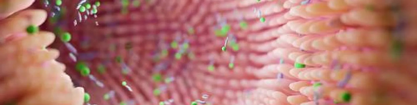 Le microbiote, un nouvel acteur dans le rejet des greffes