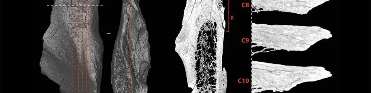 Une industrie passée inaperçue : quand Néanderthal transforme l’os en outil 