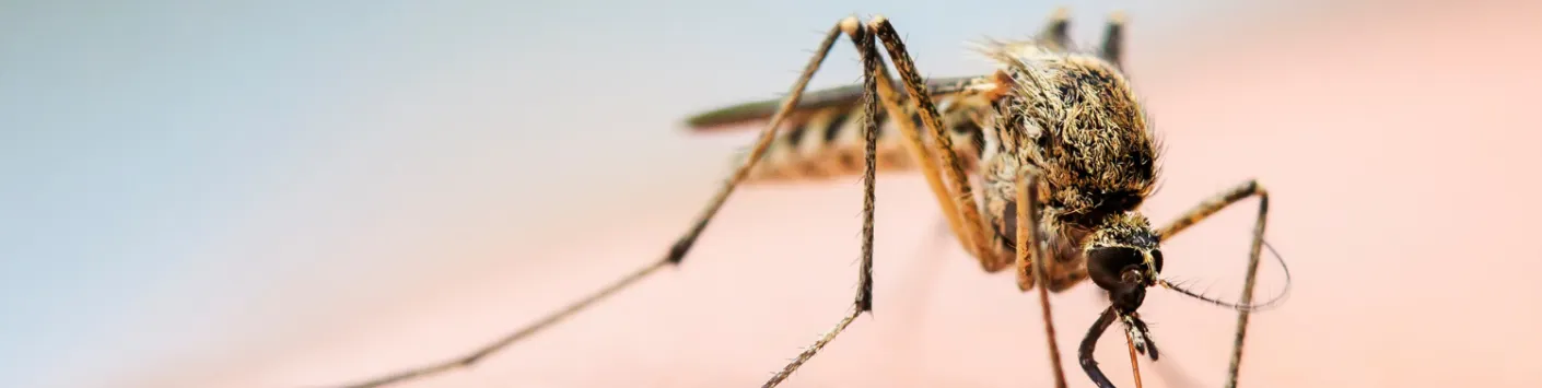 Le changement climatique a entraîné l’expansion du virus du Nil occidental en Europe