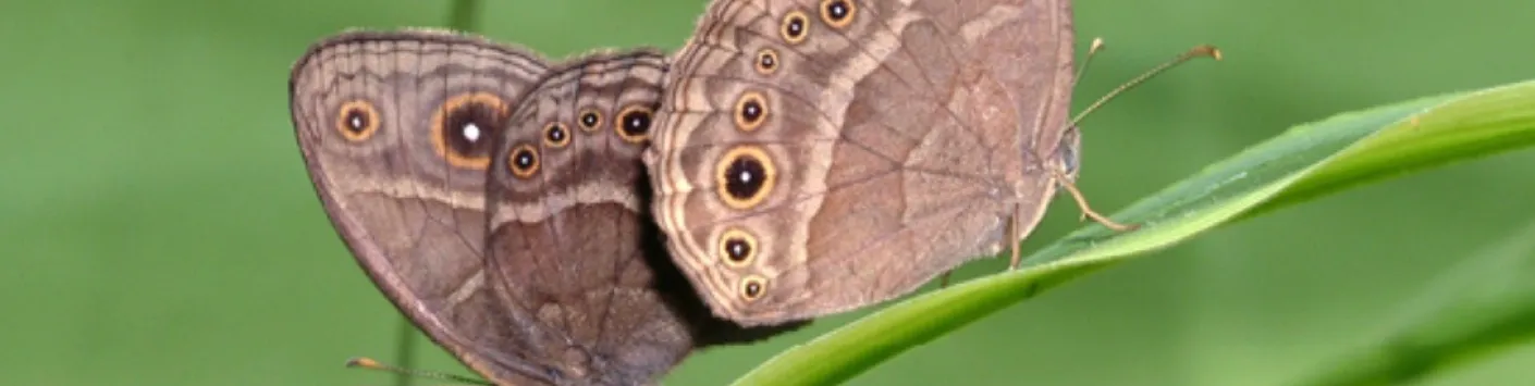 Le dérèglement climatique, castrateur pour les papillons