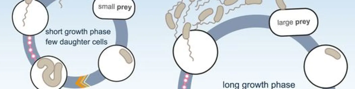 La modulation de la taille des proies révèle l'adaptabilité et la robustesse du cycle cellulaire d'un prédateur intracellulaire