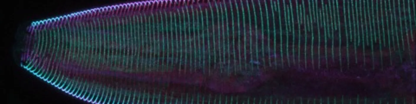 Une protéine de transfert lipidique assure l'imperméabilité cuticulaire des nématodes 