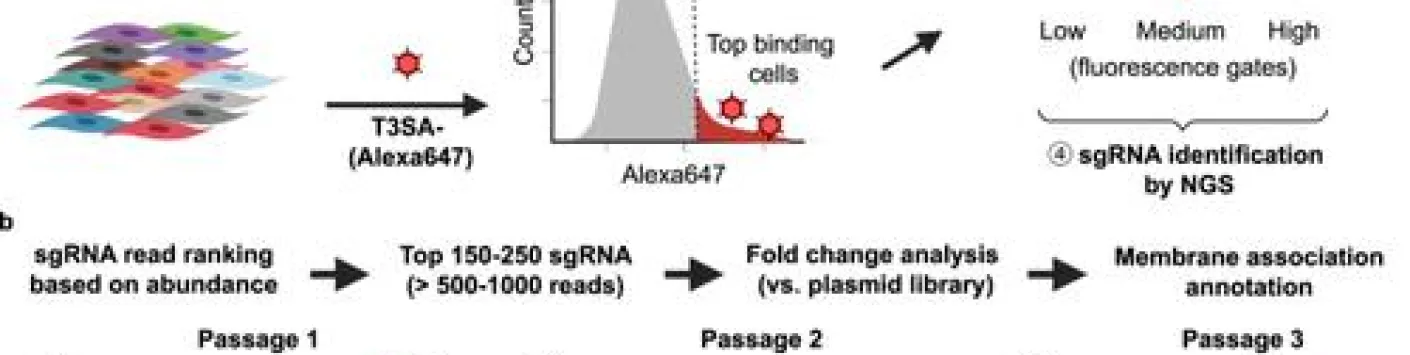 Le récepteur B de type immunoglobuline appariée est un récepteur d'entrée pour l'orthoréovirus des mammifères