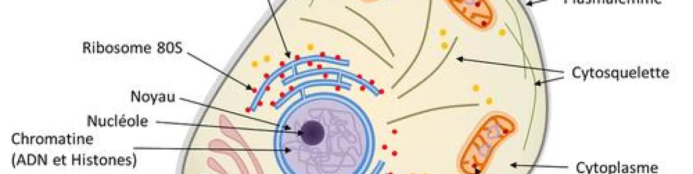 Un des composants de nos cellules se dévoile...