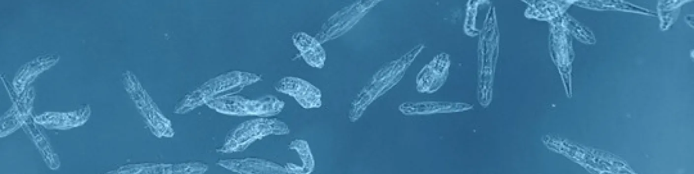 Le rotifère, un super-héros dans l'espace