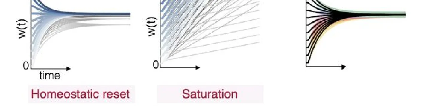 Le sommeil réinitialise le cerveau !