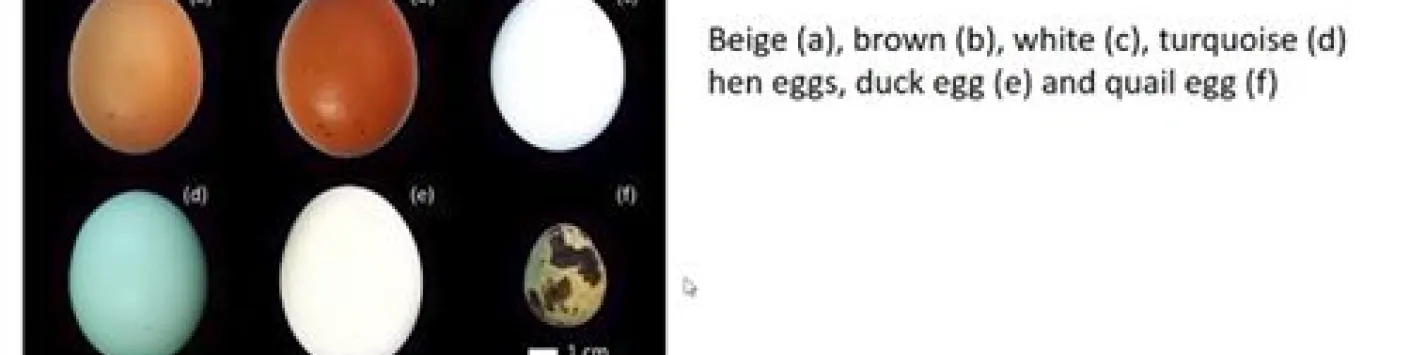 PUBLICATION SCIENTIFIQUE | Comment se fait-il que les œufs de poule réfléchissent la lumière UV ? 